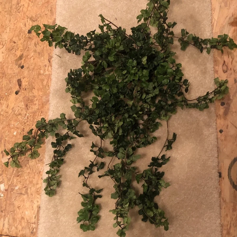 Trailing green plant